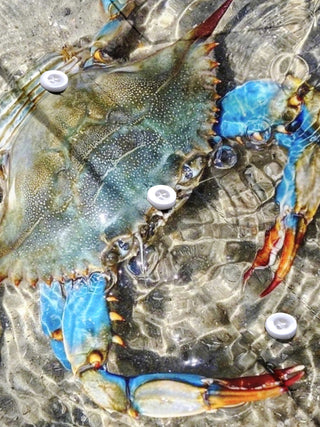 Men's crab print short sleeve shirt flat lay pattern detail